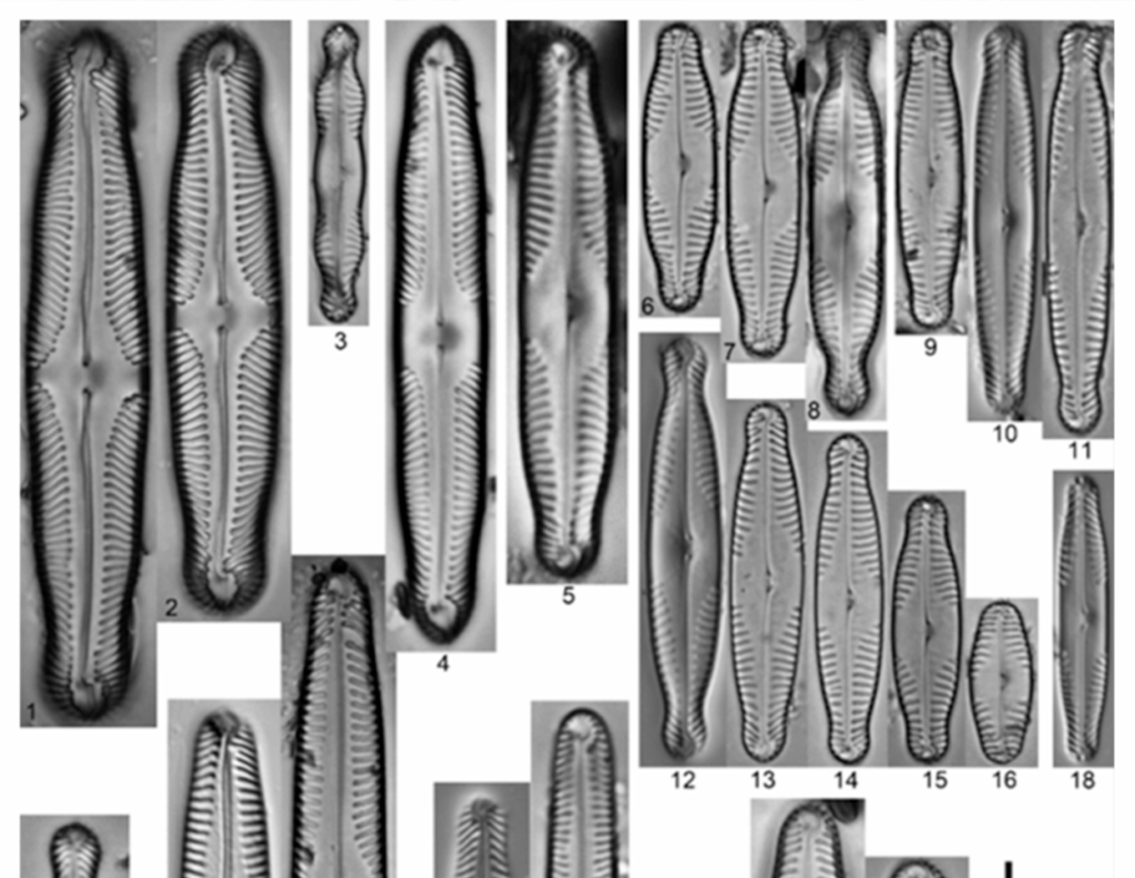 Thirteen species of the microscopic algae Pinnularia are recorded for the first time in the Philippines