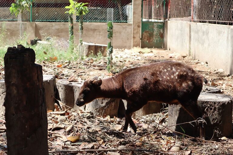 Scientists create the first draft genome of the endangered Visayan spotted deer, a species found only in the Philippines